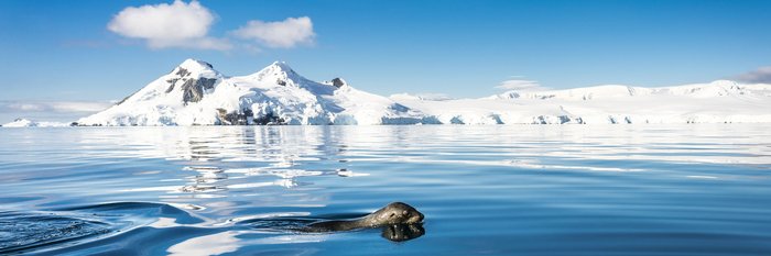 Seal_Antarctica_©_Dietmar_Denger_Oceanwide_Expeditions