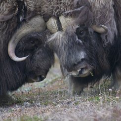 Musk_Oxes_©_G_Tsidulk_Heritage_Expeditions