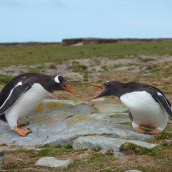 Eselspinguine_Bleaker_Falkland_©_Juergen_Stock_Auf_Kurs_Inselreisen