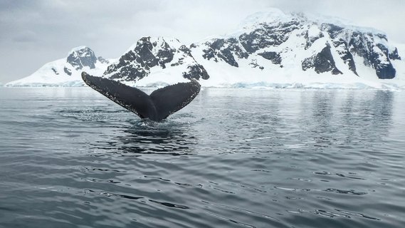 Whale_Anvers_Island_Antarctica_©_Aurora_Expeditons_Derek_Oyen