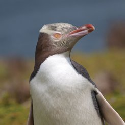 Yellow_Eyed_Penguins_Sub_Antarctic_Islands_©_Heritage_Expeditions