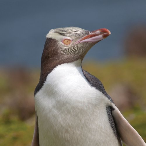 Yellow_Eyed_Penguins_Sub_Antarctic_Islands_©_Heritage_Expeditions