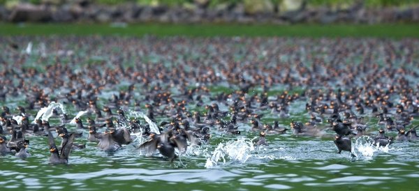 Russias_Ring_of_Fire_Auklets_©_G_Breton_Heritage_Expeditions