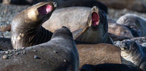 Suedgeorgien_Elephant_Seals_©_Sergey_Dolya_Poseidon_Expeditions