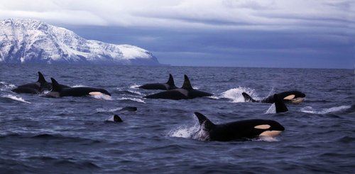 Norwegen_Orca_©_Northern_Explorers