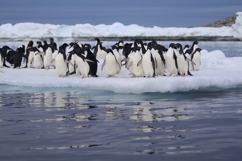 Adelie_Penguins_Antarctica_©_Heritage_Expeditions
