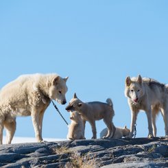 Huskies_Westgroenland_©_Martin_Zwick_Naturfoto