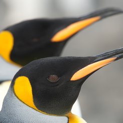 King_Penguins_South_Georgia_©_Erwin_Vermeulen_Oceanwide_Expeditions