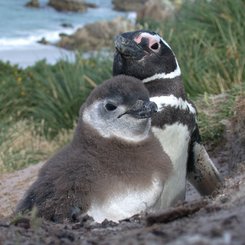 Magellan_Penguins_Beach_©_Falkland_Island_Holidays