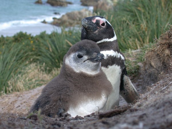 Magellan_Penguins_Beach_©_Falkland_Island_Holidays