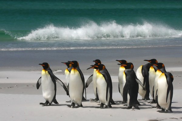 King_Penguins_Volunteer_Point_©_Falkland_Island_Holidays