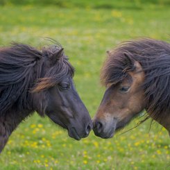 Ponies_Shetland_Inseln_©_Martin_Zwick_Naturfotografie