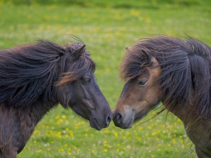 Ponies_Shetland_Inseln_©_Martin_Zwick_Naturfotografie