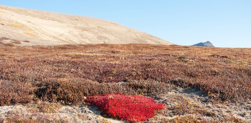 Flora_Greenland_©_Erwin_Vermeulen_Oceanwide_Expeditions