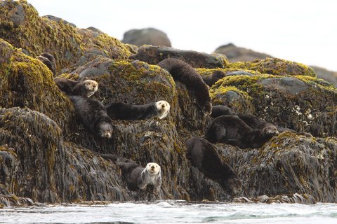 Russias_Ring_of_Fire_Sea_Otter_©_A_Riley_Heritage_Expeditions