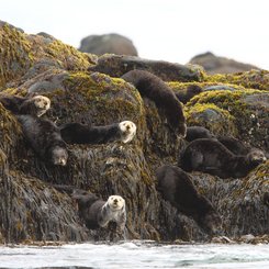 Russias_Ring_of_Fire_Sea_Otter_©_A_Riley_Heritage_Expeditions