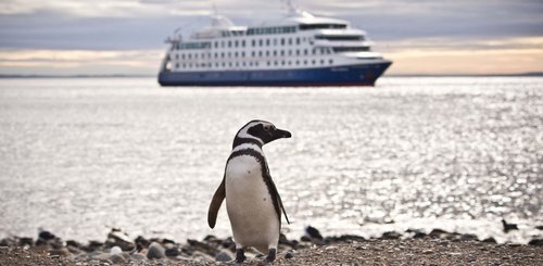 magellanic_penguins_stella_©_Cruceros_Australis