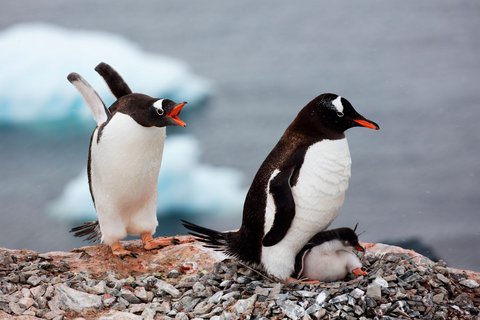 Antarctic_Gentoo_Penguins_©_Holger_Leue_Poseidon_Expeditions