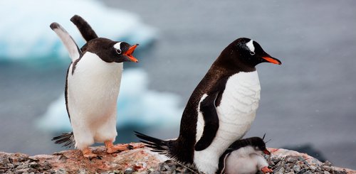 Antarctic_Gentoo_Penguins_©_Holger_Leue_Poseidon_Expeditions