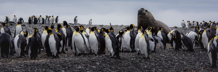 King_Penguins_Sea_Elephant_©_Ruslan Eliseev_Antarctica21