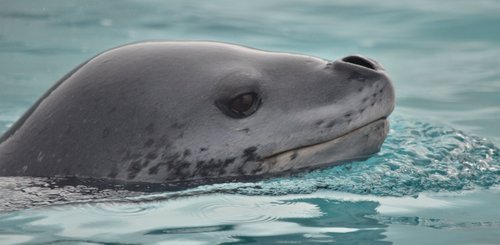 Leopard_Seal_Antarctica_©_Antarpply_Expeditions