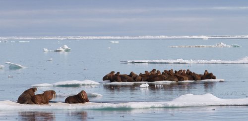 Walrusses_Chukotka_Across_the_Top_of_the_World_©_K_Ovsyanikova_Heritage_Expeditions