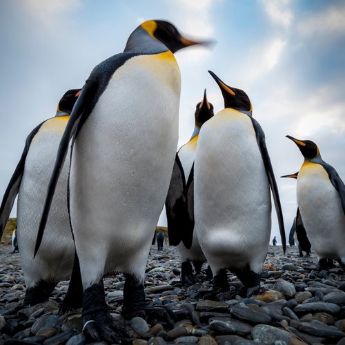 King_Penguins_©_Ruslan_Eliseev_Antarctica21