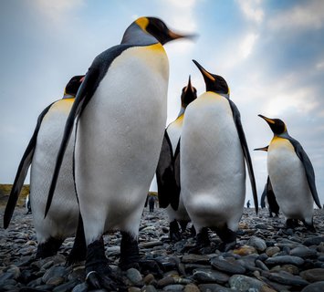 King_Penguins_©_Ruslan_Eliseev_Antarctica21