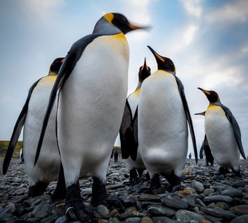 King_Penguins_©_Ruslan_Eliseev_Antarctica21 King_Penguins_©_Ruslan_Eliseev_Antarctica21