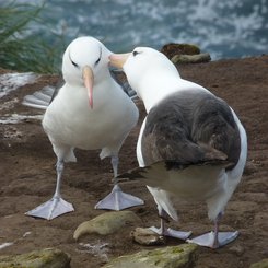 Schwarzbrauenalbatrosse_Saunders_Sea_Lion_Falkland_©_Juergen_Stock_Auf_Kurs_Inselreisen