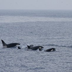 Orcas_Chukotka_Where_Russias_Day_Begins_©_M_Kelly_Heritage_Expeditions