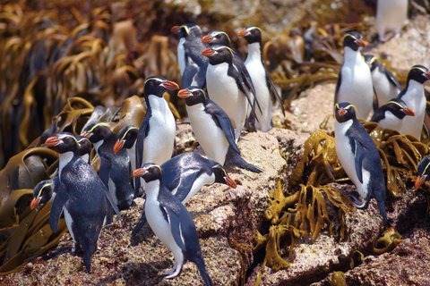 Penguins_Snares_Sub_Antarctic_Islands_©_E_Bell_Heritage_Expeditions
