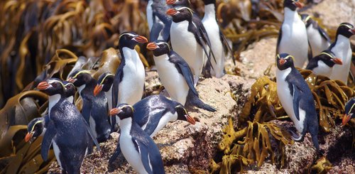 Penguins_Snares_Sub_Antarctic_Islands_©_E_Bell_Heritage_Expeditions