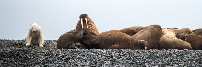 Polar_Bear_Walrusses_Taymyr_Peninsula_north_sea_route_©_Heritage_Expeditions