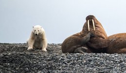 Polar_Bear_Walrusses_Taymyr_Peninsula_north_sea_route_©_Heritage_Expeditions