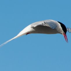 Arctic_Tern_Spitsbergen_©_Erwin_Vermeulen_Oceanwide_Expeditions