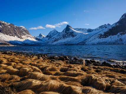 Insel_Senja_Norwegen_©_Martin_Zwick_Naturfoto Insel_Senja_Norwegen_©_Martin_Zwick_Naturfoto