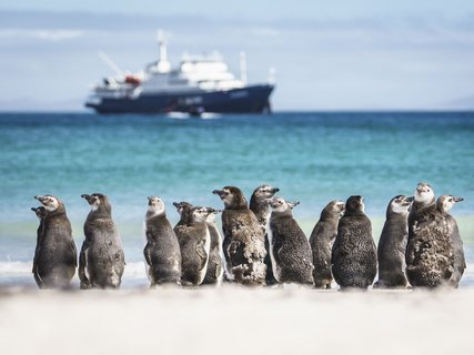 MV_Plancius_Penguins_Saunders_Island_Falklands_©_Dietmar_Denger_Oceanwide_Expeditions