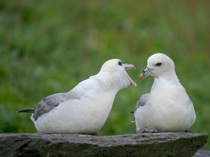 Northern_Fulmars_Shetland_Inseln_©_Martin_Zwick_Naturfotografie