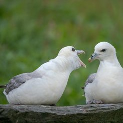 Northern_Fulmars_Shetland_Inseln_©_Martin_Zwick_Naturfotografie