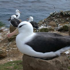 Nesting_Blacked_Browed_Albatros_Dunbar_©_Falkland_Island_Holidays