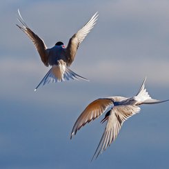 Arctic_Ocean_Atlantic_Svalbald_Artic_Tern_©_Nicky_Souness_Quark_Expeditions