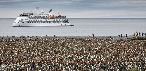 Greg_Mortimer_King_Penguins_Antarctica_©_Susan_Portnoy_Aurora_Expeditions