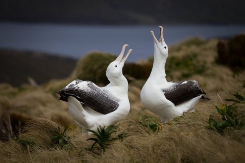 Albatrosses_Sub_Antarctic_Islands_©_K_Ovsyanikov_Heritage_Expeditions