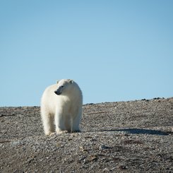 Spitsbergen_in_Depth_Polar_Bear_Svalbard_©_Acacia_Johnson_Quark_Expeditions