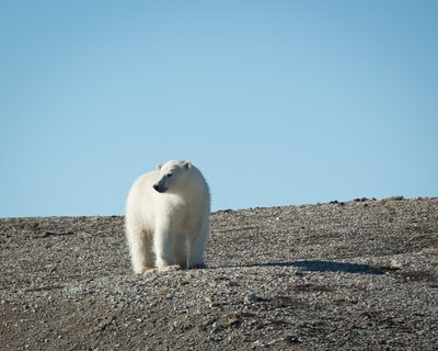 Spitsbergen_in_Depth_Polar_Bear_Svalbard_©_Acacia_Johnson_Quark_Expeditions