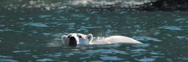 Polar_Bear_swimming_©_A_Russ_Heritage_Expeditions