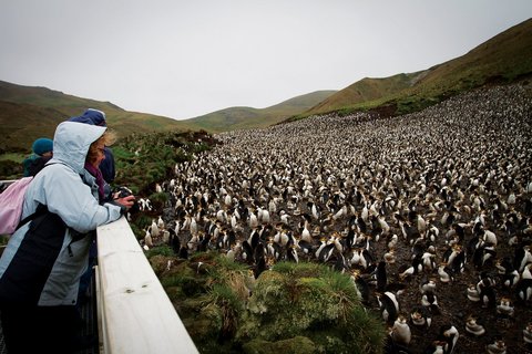 Royal_Penguins_Macquarie_Island_Sub_Antarctic_Islands_©_R_Robinson_Heritage_Expeditions