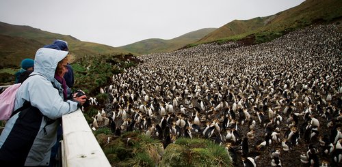 Royal_Penguins_Macquarie_Island_Sub_Antarctic_Islands_©_R_Robinson_Heritage_Expeditions