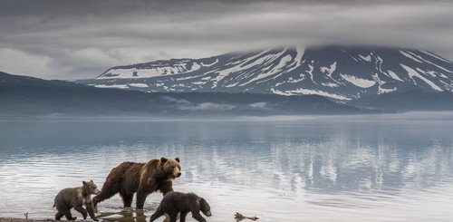 Kamchatka_brown_bear_cubs_©_Aurora_Expeditions